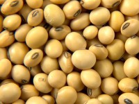 Soy Beans