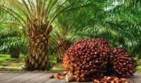 Palm Oil Production